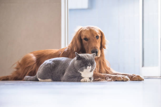 istock British cat and Golden Retriever 647990370