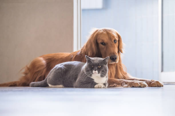 istock British cat and Golden Retriever 647990372