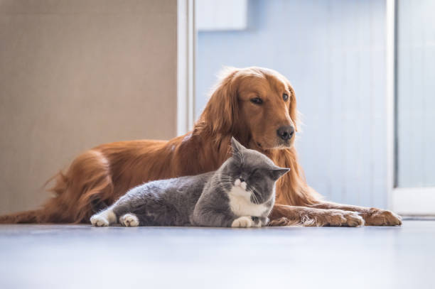 istock British cat and Golden Retriever 647990390