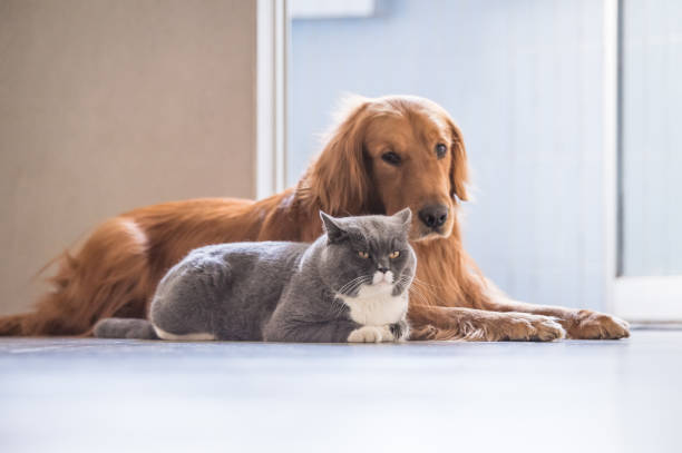 istock British cat and Golden Retriever 647990398
