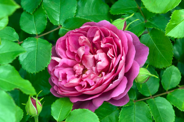 istock English Rose, Lady of Shalott 647990980