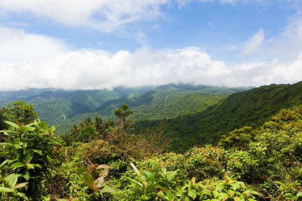 rainforest landscape in monteverde costa rica - monteverde cloud forest imagens e fotografias de stock