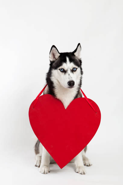 istock husky dog and heart symbol 647997354