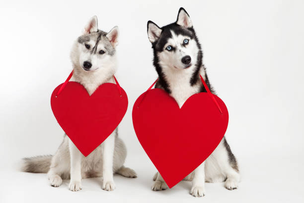 istock Two husky dogs and heart symbol 647997404