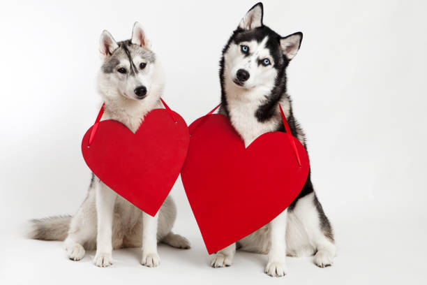 istock Two husky dogs and heart symbol 647997414