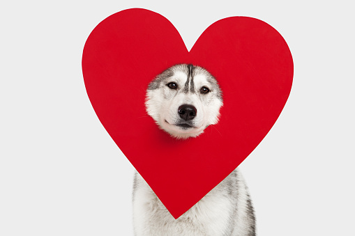Dogs Huskies hold a heart symbol