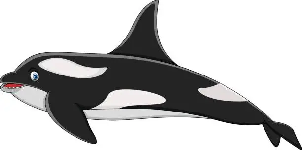 Vector illustration of Killer Whale cartoon