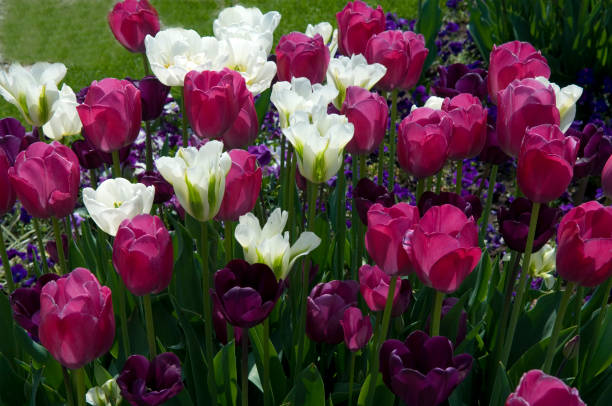 istock Tulipa, spring flowers; colorful 648001622