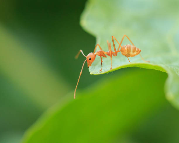 istock Red ant on green leaf, Macro photo 648005398