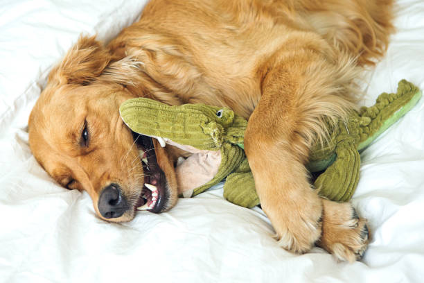 istock Golden Retriever playing with toy in bed 648005954
