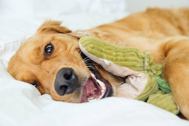 Golden Retriever playing with toy in bed