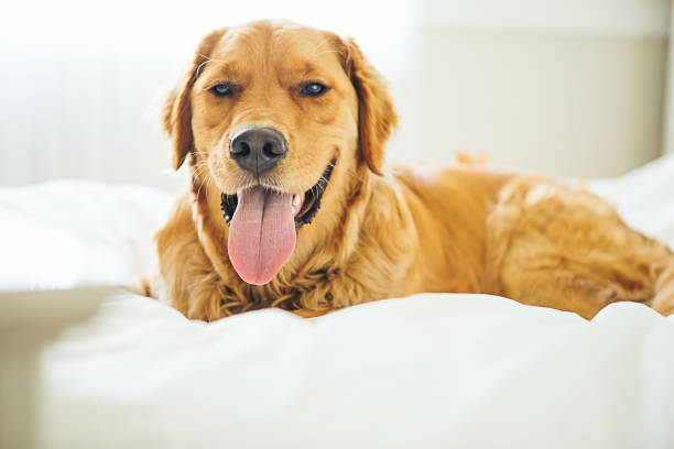 istock Golden Retriever laying in bed 648006156