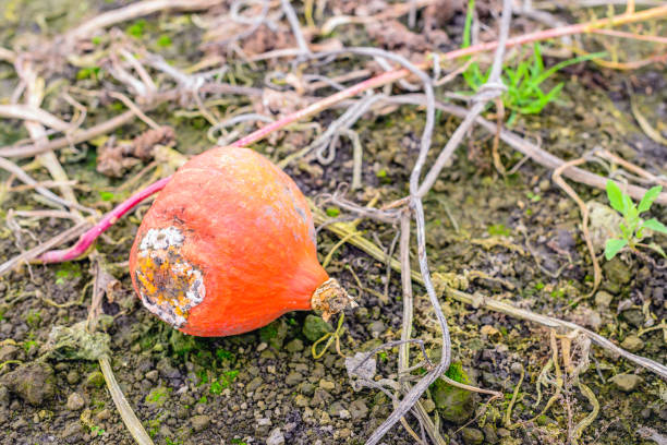 Rotting and moldy orange pumpkin left on the field during harvesting.