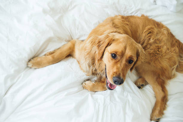 istock Happy Golden Retriever laying in bed 648006200