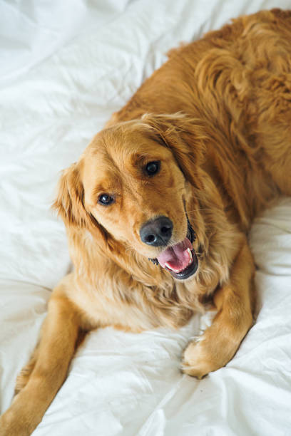 istock Happy Golden Retriever laying in bed 648006344