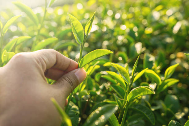 istock Farmer hand pick green tea sprout 648013446