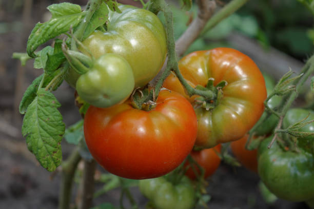 istock Ripened tomatoes in a vegetable garden 648014026