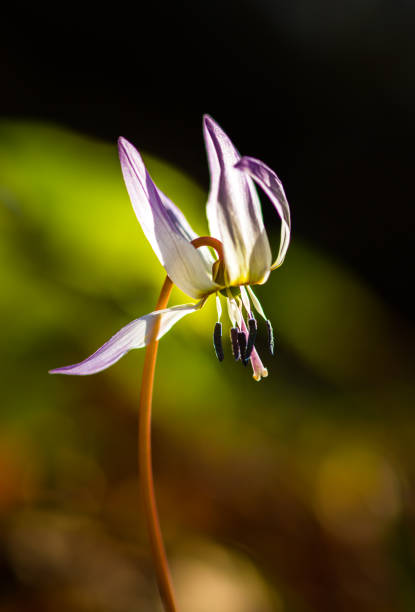 istock Beautiful wild snowflake flowers, Erythronium dens canis, in the forest, on a spring day 648014800