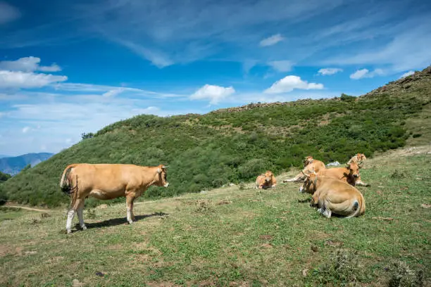 Cows resting in the field. Photo taken in Sousas Valley, Somiedo Nature Reserve. It is located in the central area of the Cantabrian Mountains in the Principality of Asturias in northern Spain