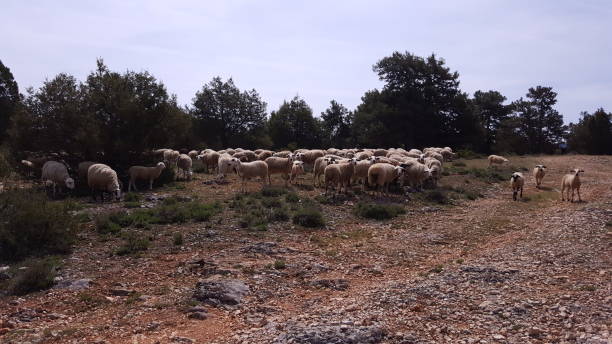 istock Sheep in the mountains of Soria 648020672