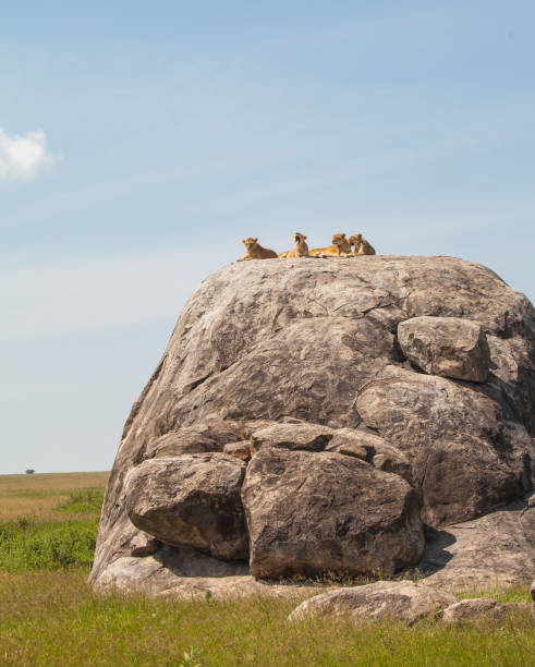 istock Lion family 648021436