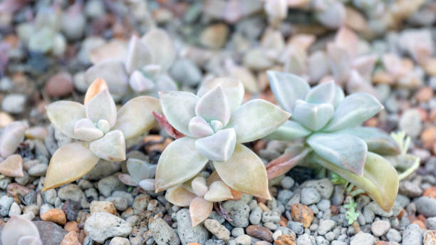 istock Succulent cactus plant in a garden. 648024968