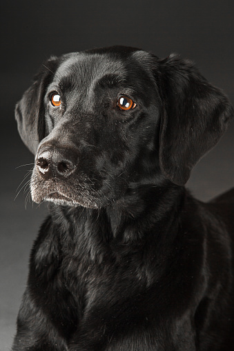 black dog on dark background
