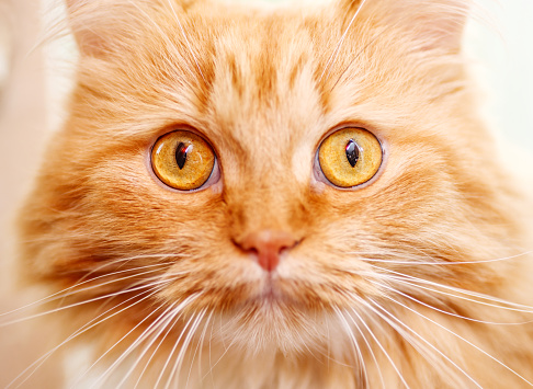 close up portrait of young red curious cat