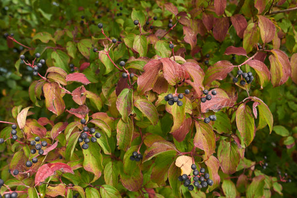 Cornus sanguinea Cornus sanguinea berries cornus sanguinea stock pictures, royalty-free photos & images