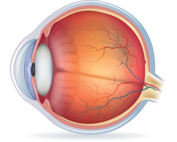 ilustrações de stock, clip art, desenhos animados e ícones de detailed human eye anatomical illustration - olhos