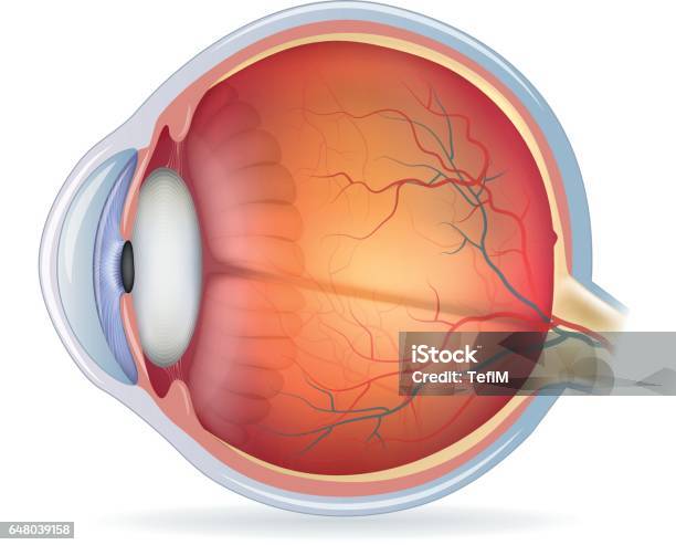 Detailed Human Eye Anatomical Illustration Stock Illustration - Download Image Now - Eye, Eyeball, Anatomy