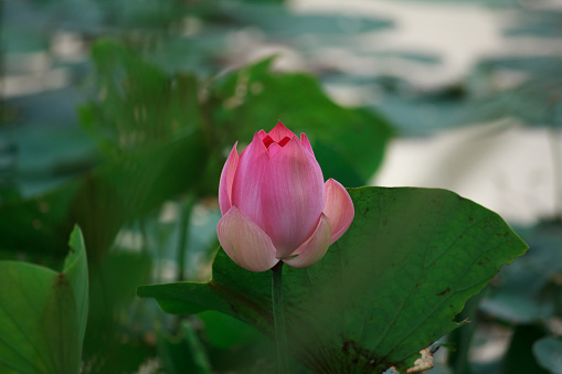 Radiant blooming of Lotus flower or Nelumbo Nucifera. Symbol of Buddhism