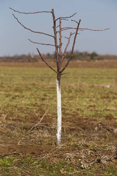 istock Germinating tree trunk whitewashed with white calx for protection against insects at orchard 648042962