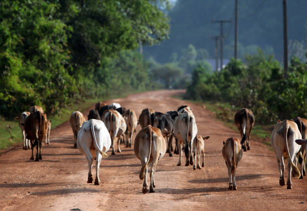 cows at a Road in the landscape on the road12 bedwen the Towns of Tha Khaek and the Village of Mahaxai Mai  in central Lao in the region of Khammuan in Lao in Souteastasia.