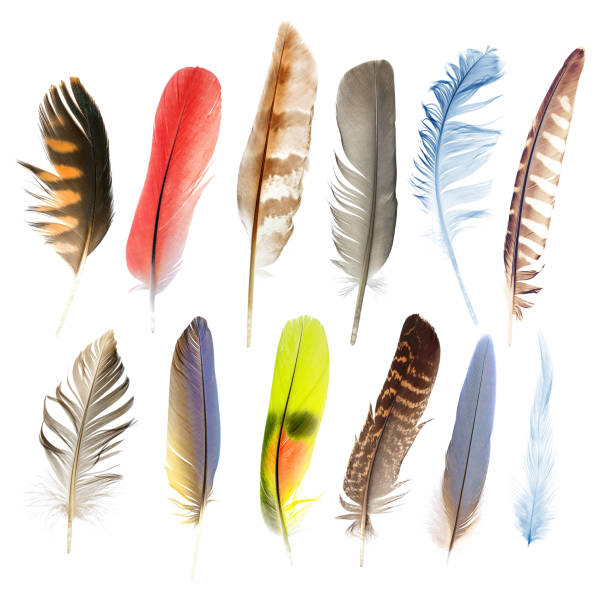 beauty in nature collection pen feathers of birds, isolated on white background feather photos stock pictures, royalty-free photos & images