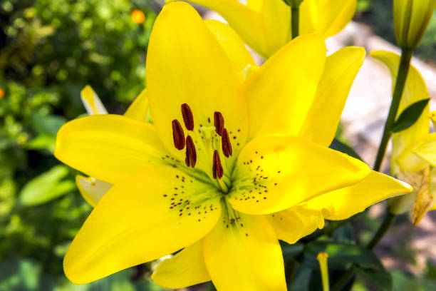 istock Flower in the garden 648046730