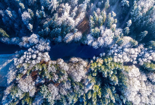 istock Aerial photo ice forest 648058984