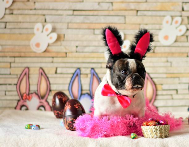 istock Beautiful French Easter bunny bulldog 648062054