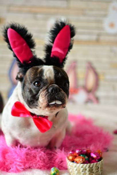 istock Bulldog in nest as easter bunny 648062072