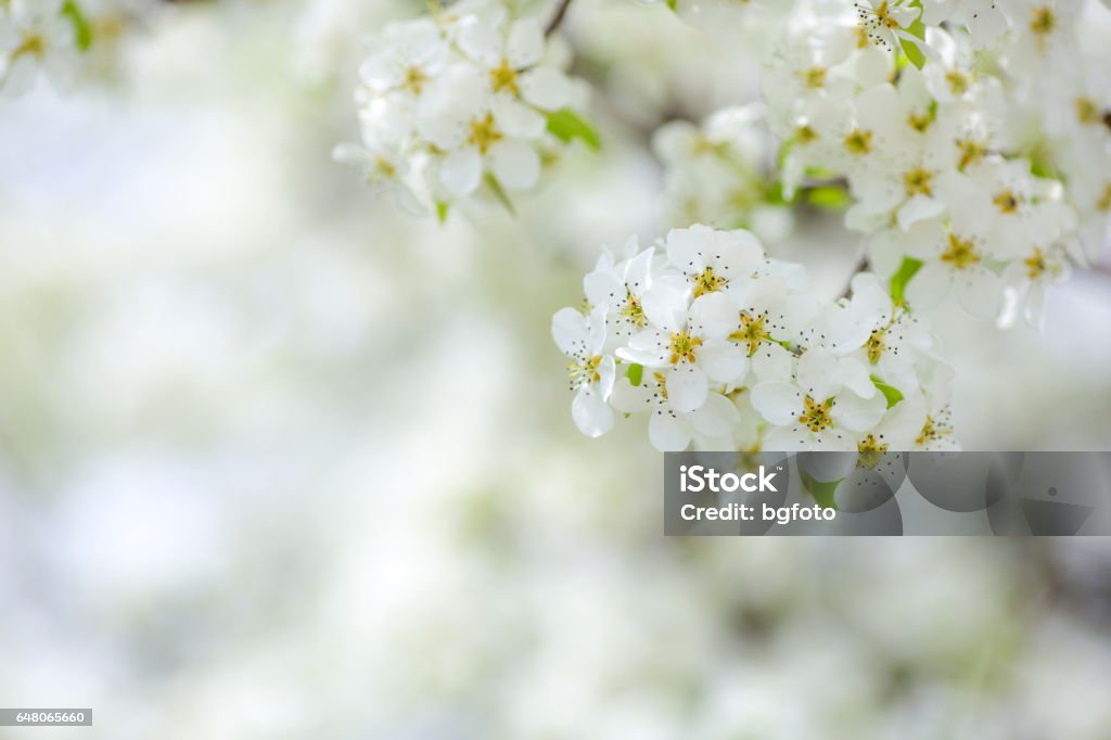Spring Blossom Branch of a blossoming tree. Cherry Blossom Stock Photo