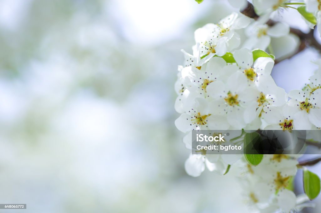 Spring Blossom Branch of a blossoming tree. Apple Tree Stock Photo