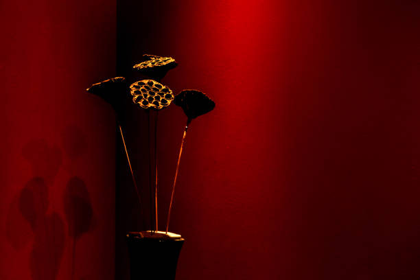 Dry floral decoration in vase to red wall