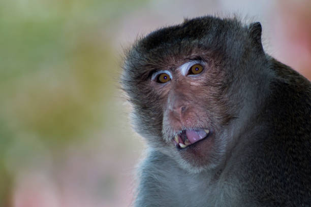 istock Asian monkeys in Thailand. 648072482