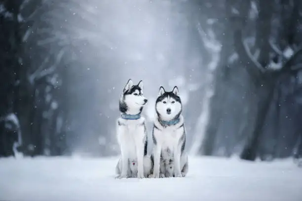 Two dogs Siberian husky sitting on the snow in the park