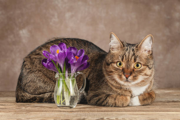 istock Pet cat and beautiful flowers on the table 648074180