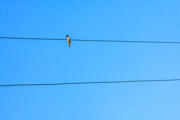 Swallow sitting on metal wire over blue sky.