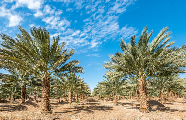 istock Plantation of date palms 648080418