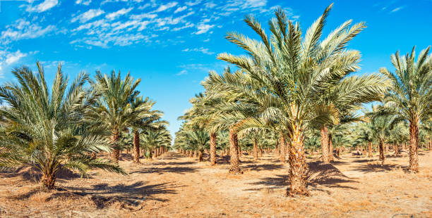 istock Plantation of date palms 648080482