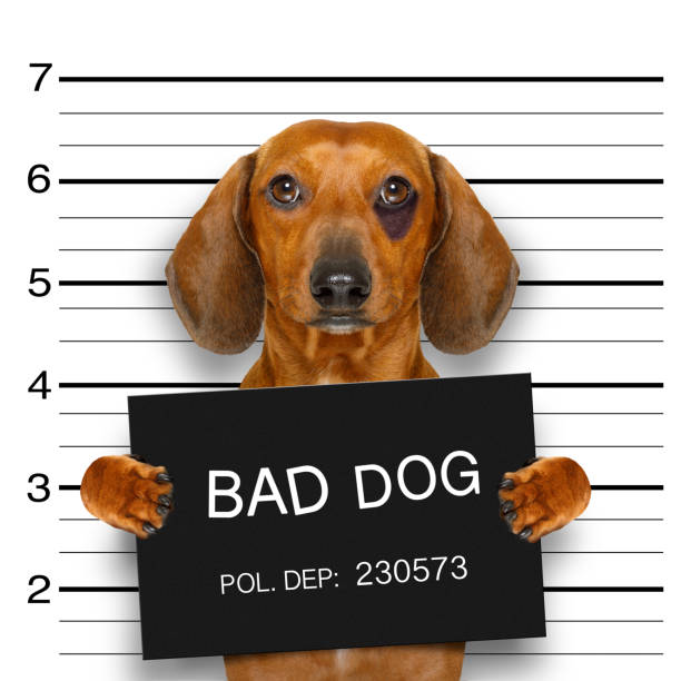 istock dachshund police mugshot 648081094