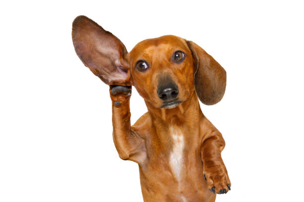 istock dog listening  carefully 648081144